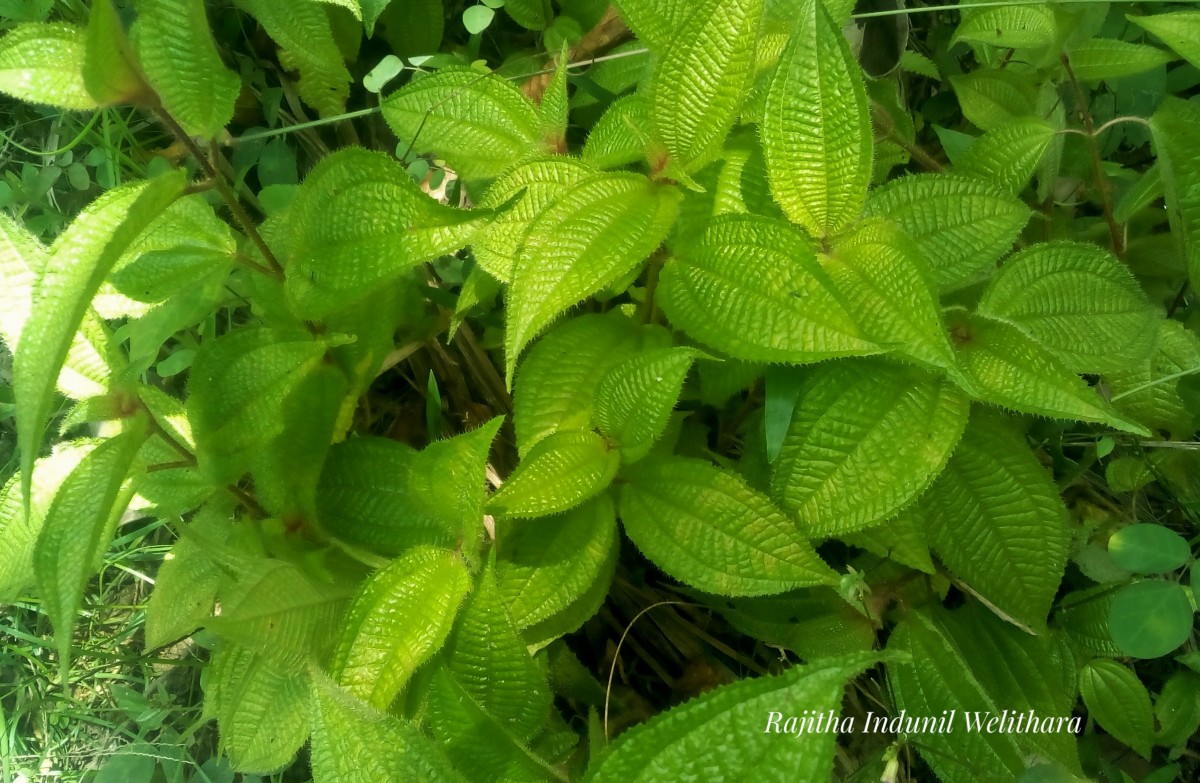 Miconia crenata (Vahl) Michelang.